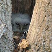 Tawny Owl