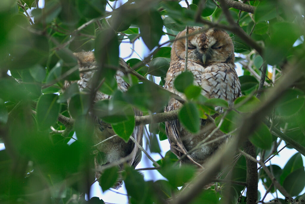 Tawny OwlFirst year