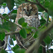 Tawny Owl