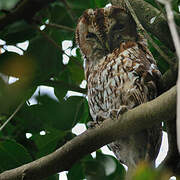 Tawny Owl