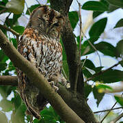 Tawny Owl