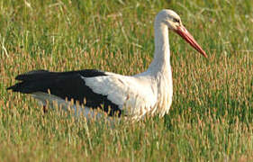 White Stork