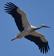 White Stork