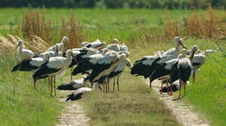 Cigogne blanche