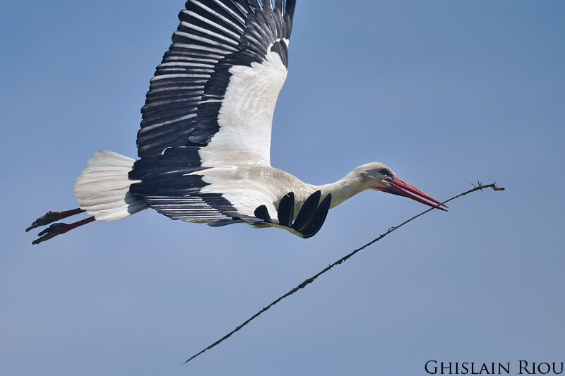 White Stork