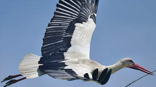 White Stork