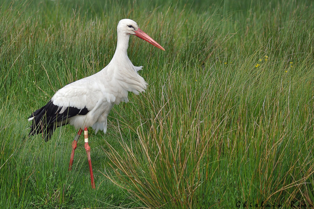 White Storkadult