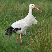 White Stork