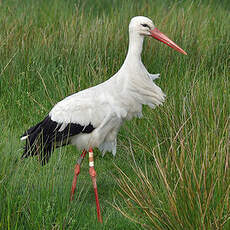 Cigogne blanche