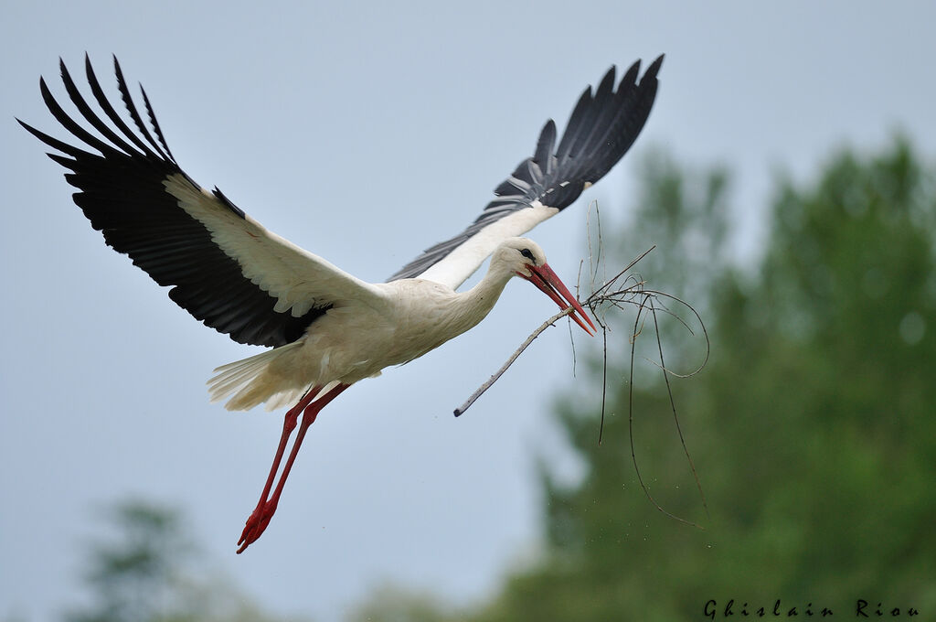 Cigogne blancheadulte