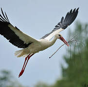 White Stork