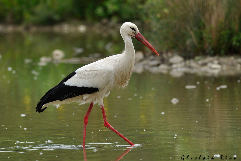 Cigogne blancheadulte