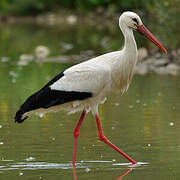 White Stork