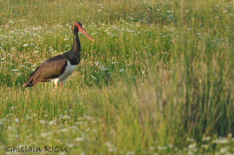 Cigogne noire