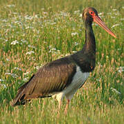 Black Stork