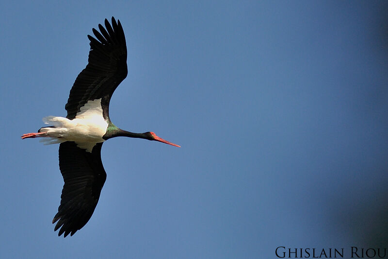 Black Stork