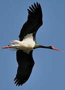 Black Stork