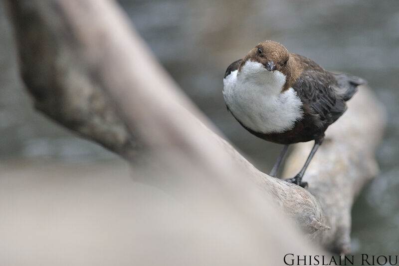 White-throated Dipper