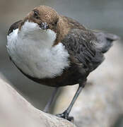 White-throated Dipper