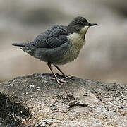 White-throated Dipper