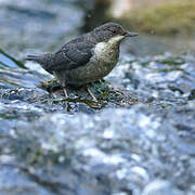 White-throated Dipper