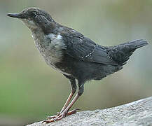 White-throated Dipper