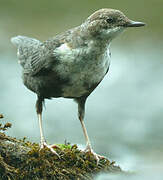 White-throated Dipper