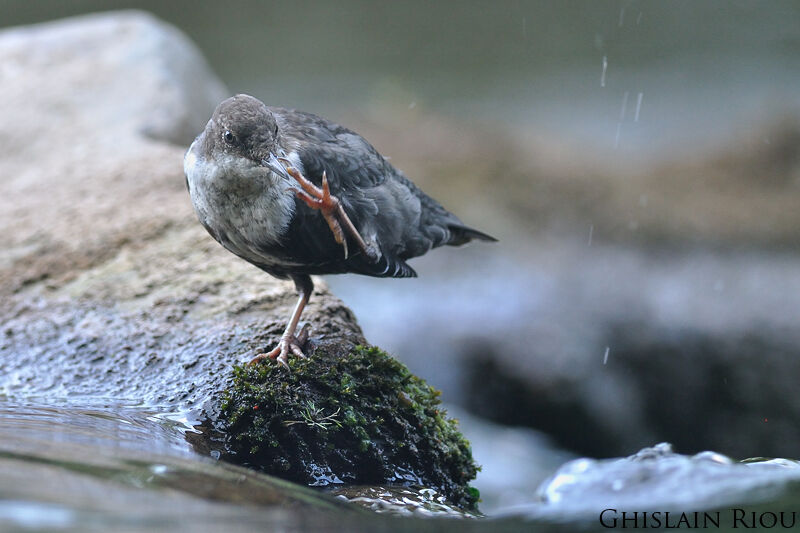 White-throated Dipper