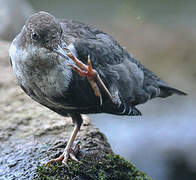 White-throated Dipper