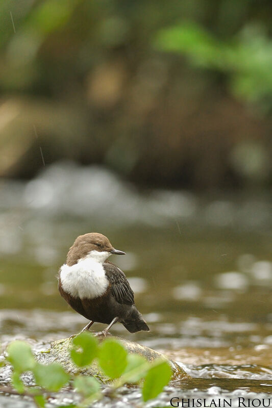 White-throated Dipper