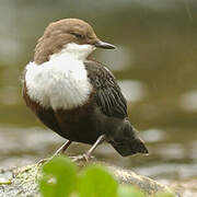 White-throated Dipper