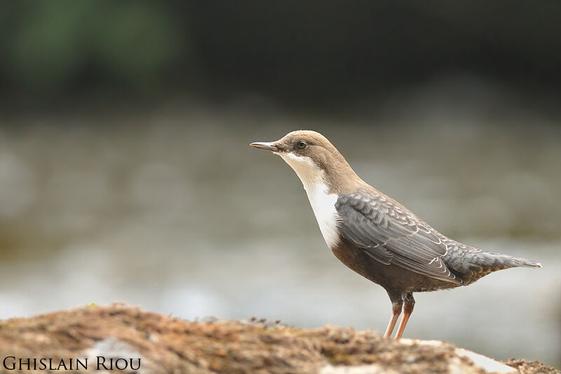 White-throated Dipper