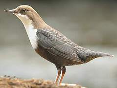 White-throated Dipper