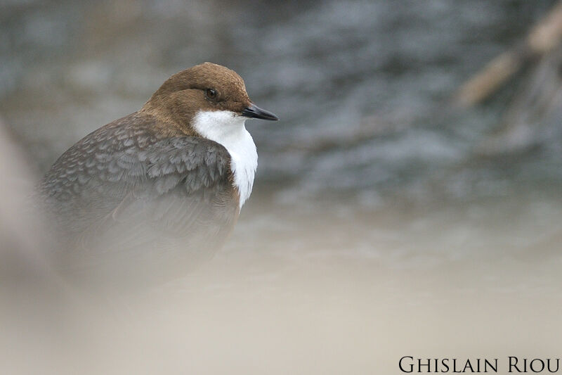 White-throated Dipperadult