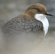 White-throated Dipper