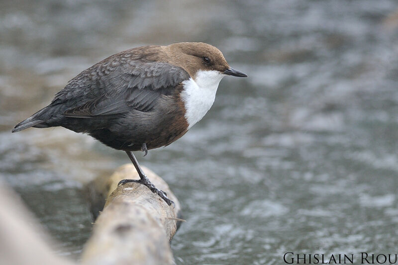 White-throated Dipperadult