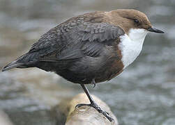 White-throated Dipper