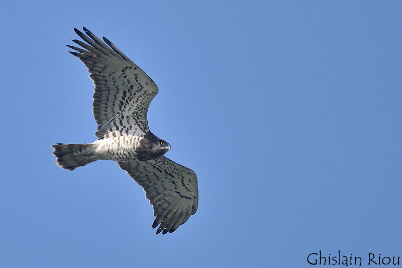 Short-toed Snake Eagle