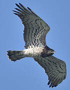 Short-toed Snake Eagle