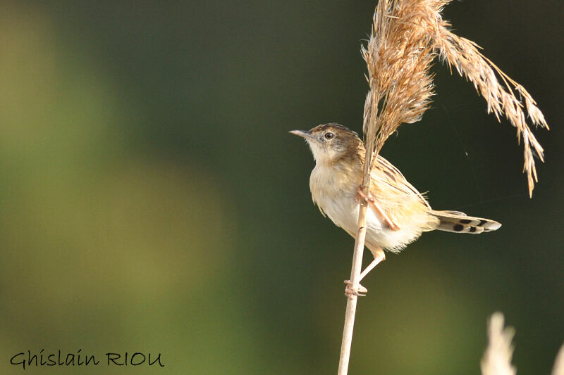 Zitting Cisticola