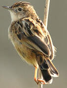 Zitting Cisticola