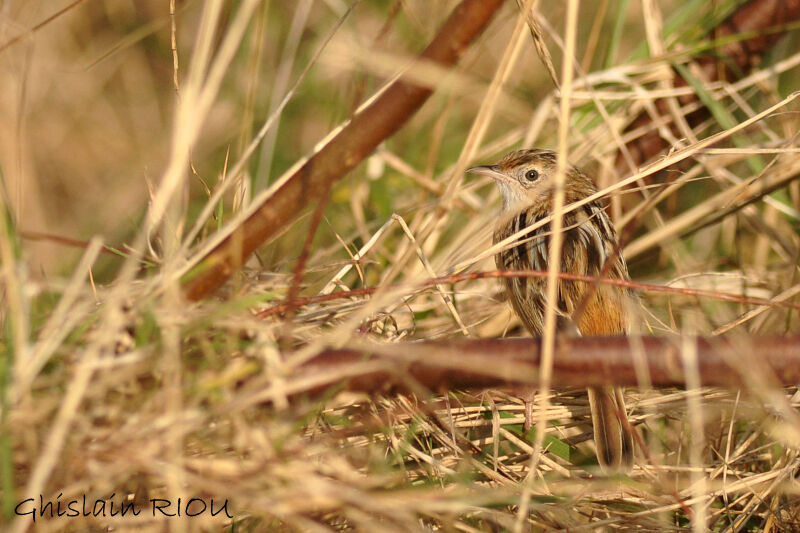 Zitting Cisticola