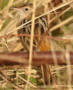 Zitting Cisticola