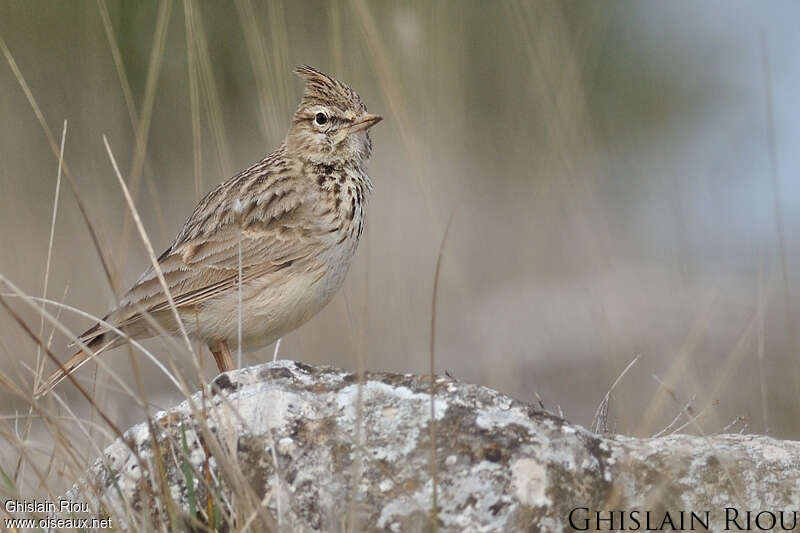 Thekla's Larkadult, habitat, pigmentation