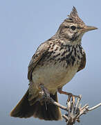 Crested Lark