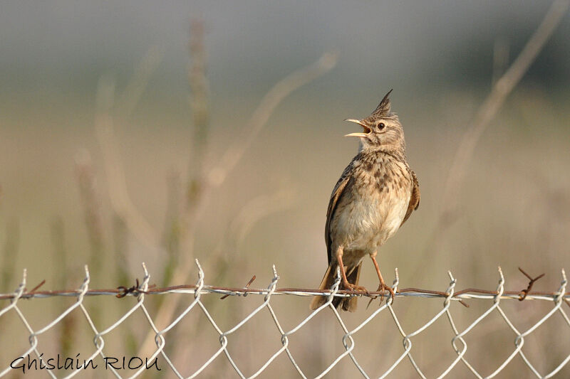 Crested Lark