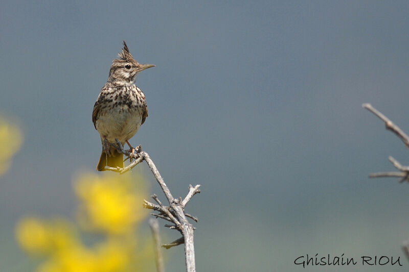 Crested Lark