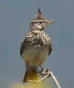 Crested Lark