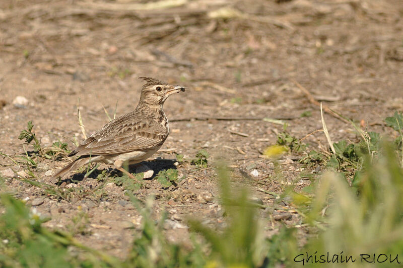 Cochevis huppé