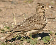 Crested Lark